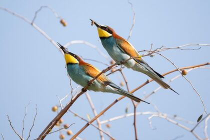 Biophilic Design na Sterydach: Jak Stworzyć Domowy Ekosystem, Który Żyje Własnym Życiem - 3 2025